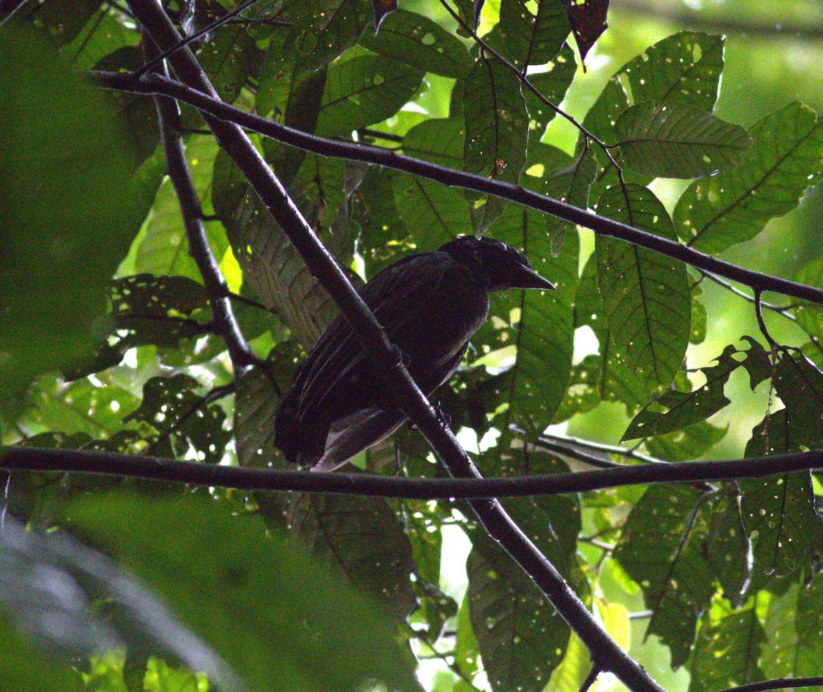 Bare-necked Umbrellabird - ML640904226