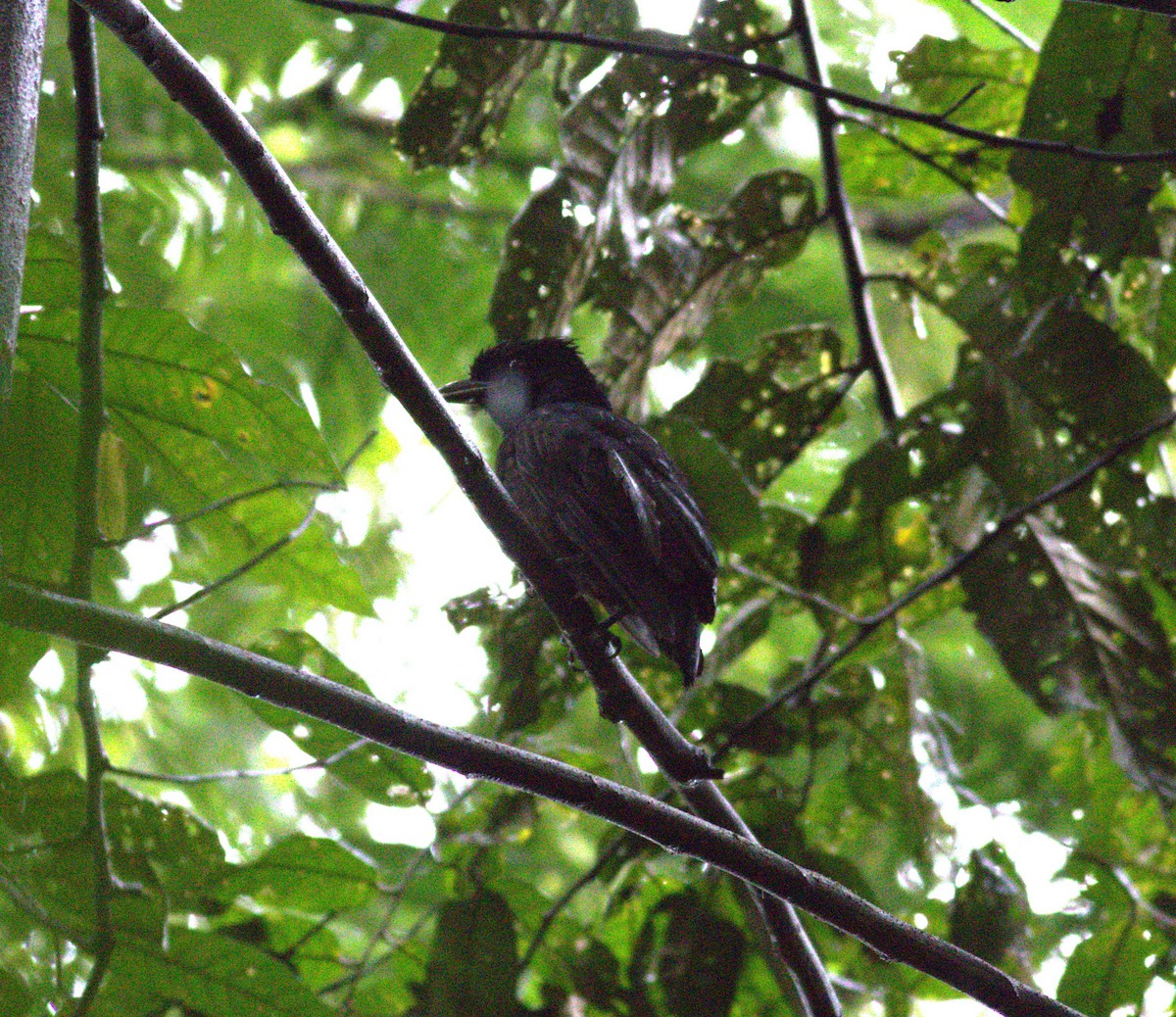 Bare-necked Umbrellabird - ML640904227