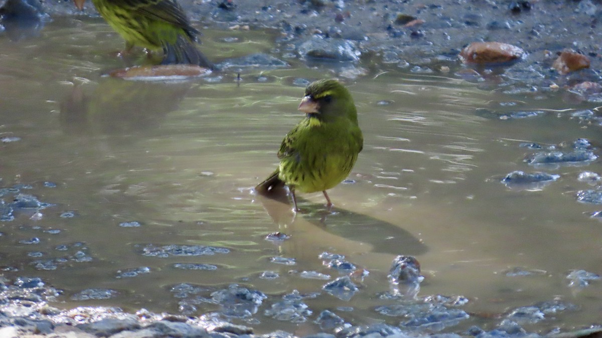 Forest Canary - ML640904232