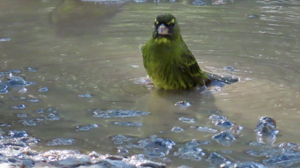 Forest Canary - ML640904237
