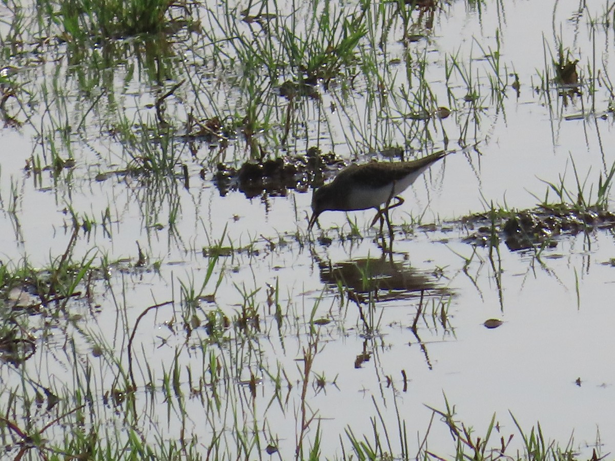temmincksnipe - ML640904240