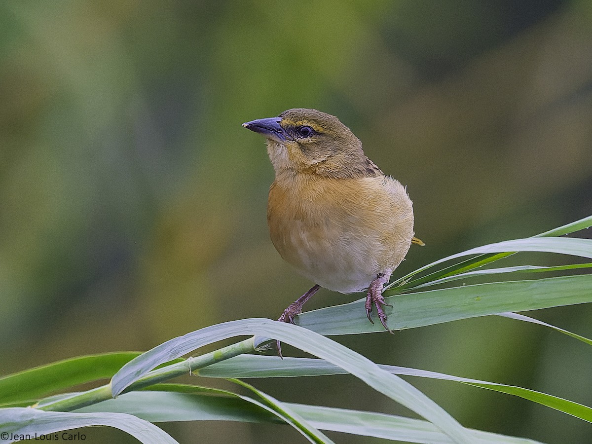 Black-headed Weaver - ML640904257