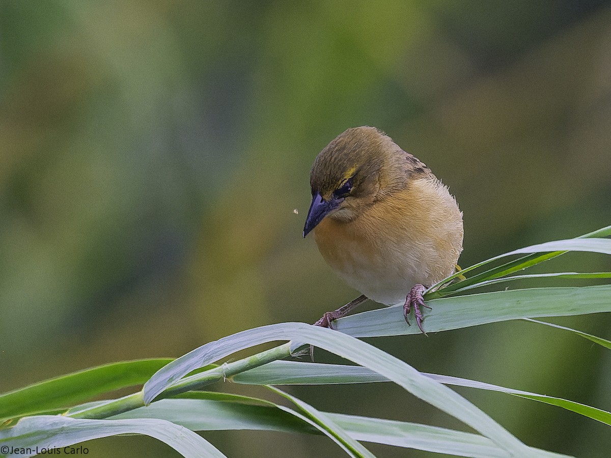 Black-headed Weaver - ML640904258