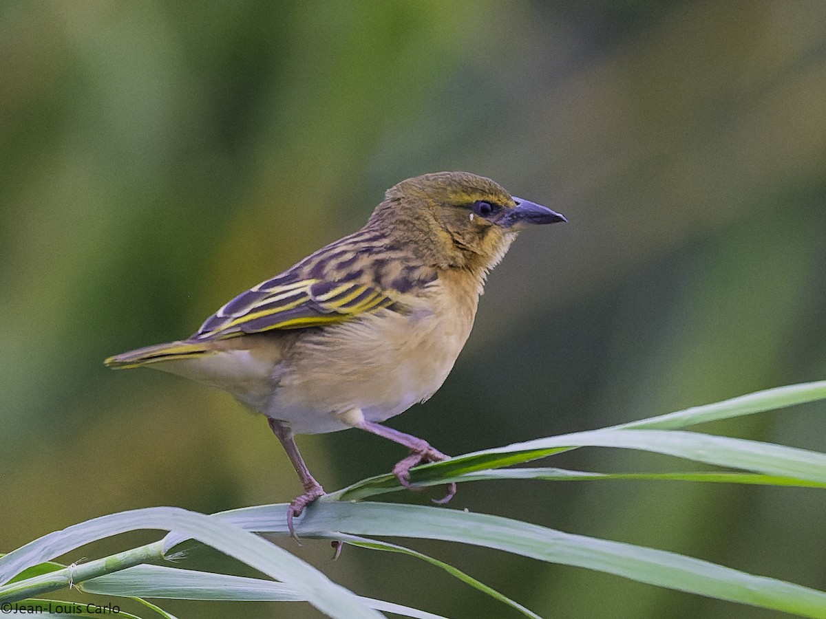 Black-headed Weaver - ML640904259