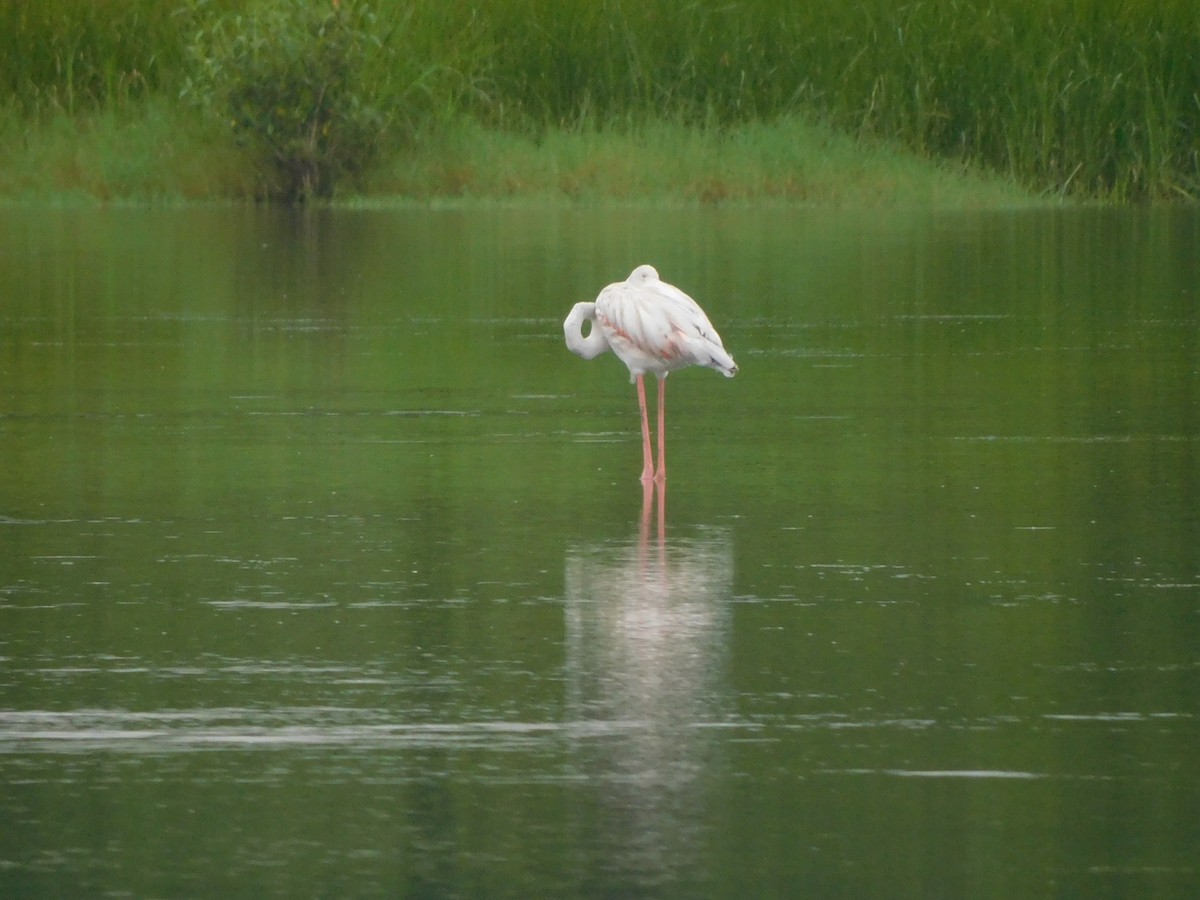 Flamingo - ML640904296