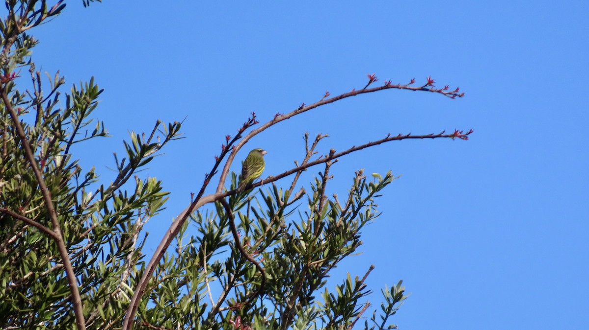 Forest Canary - ML640904323