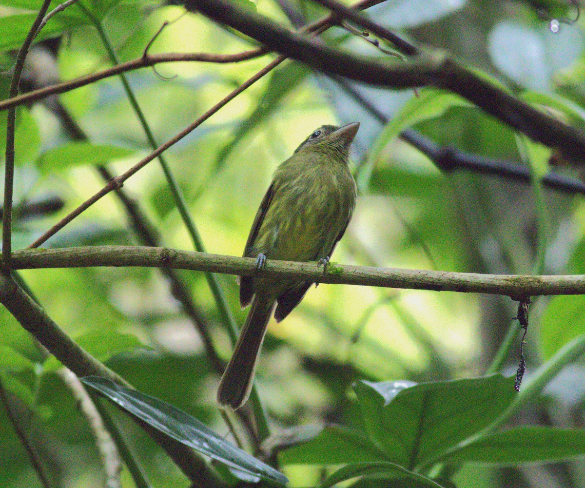 Eye-ringed Flatbill - ML640904351