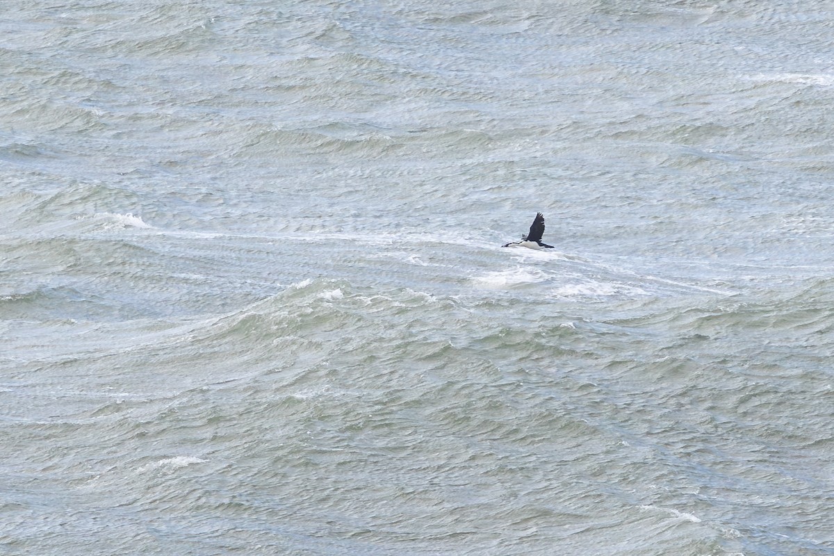 Black-faced Cormorant - ML640904382