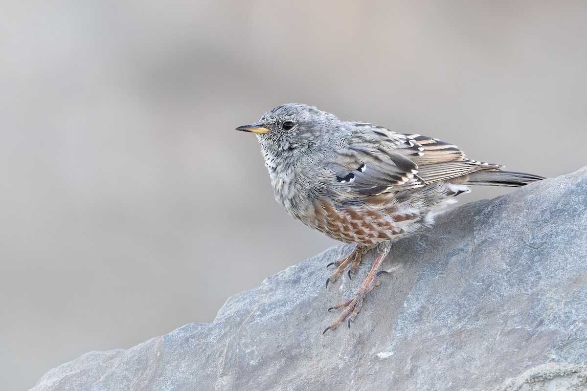 岩鷚 - ML640904393