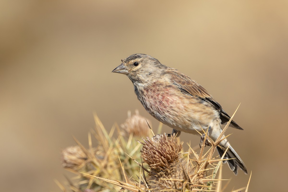 赤胸朱頂雀 - ML640904405