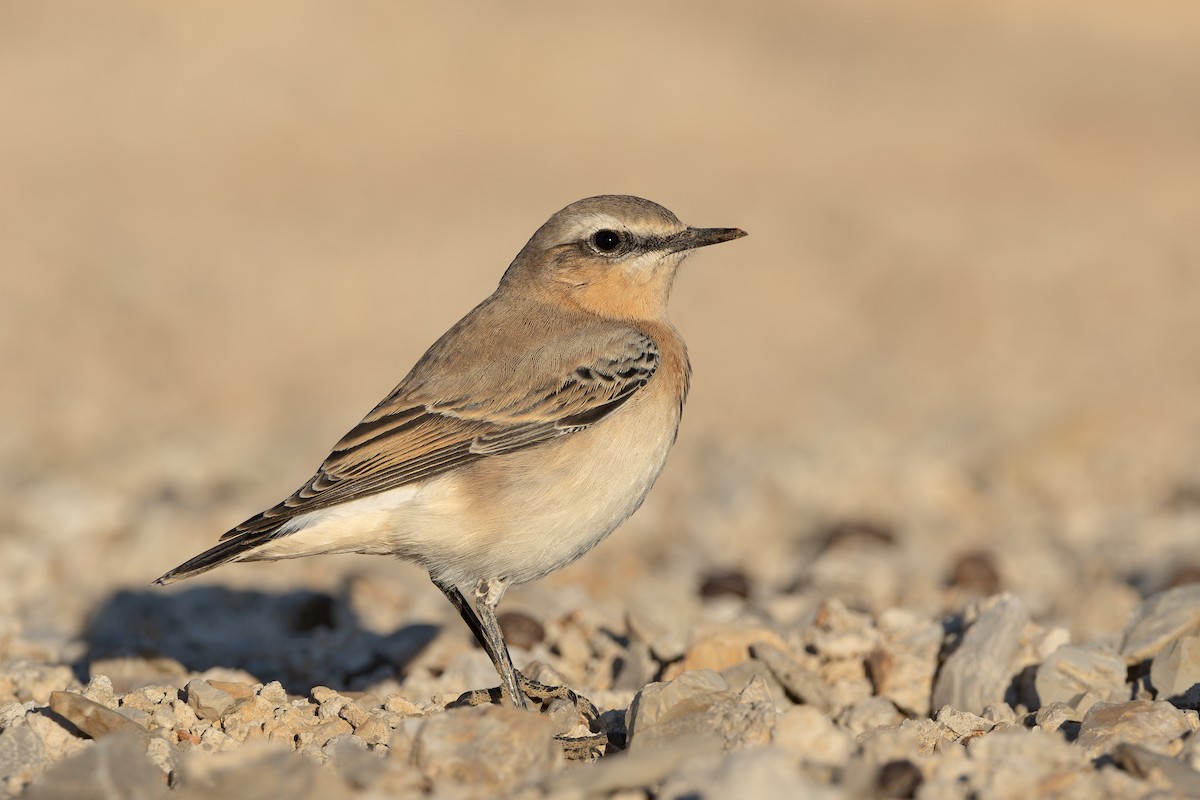 穗䳭 - ML640904412