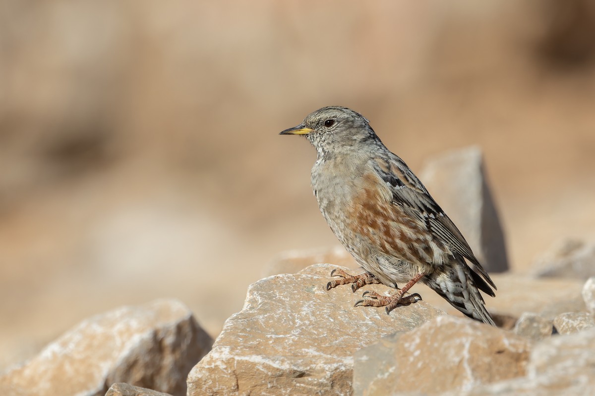 岩鷚 - ML640904441