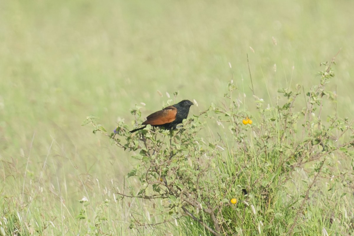 Black Coucal - ML640904465