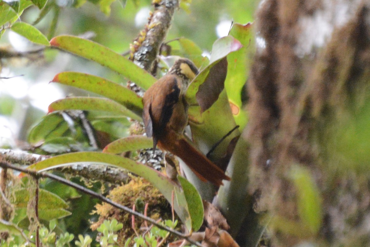 Pseudocolapte chamois - ML64090451