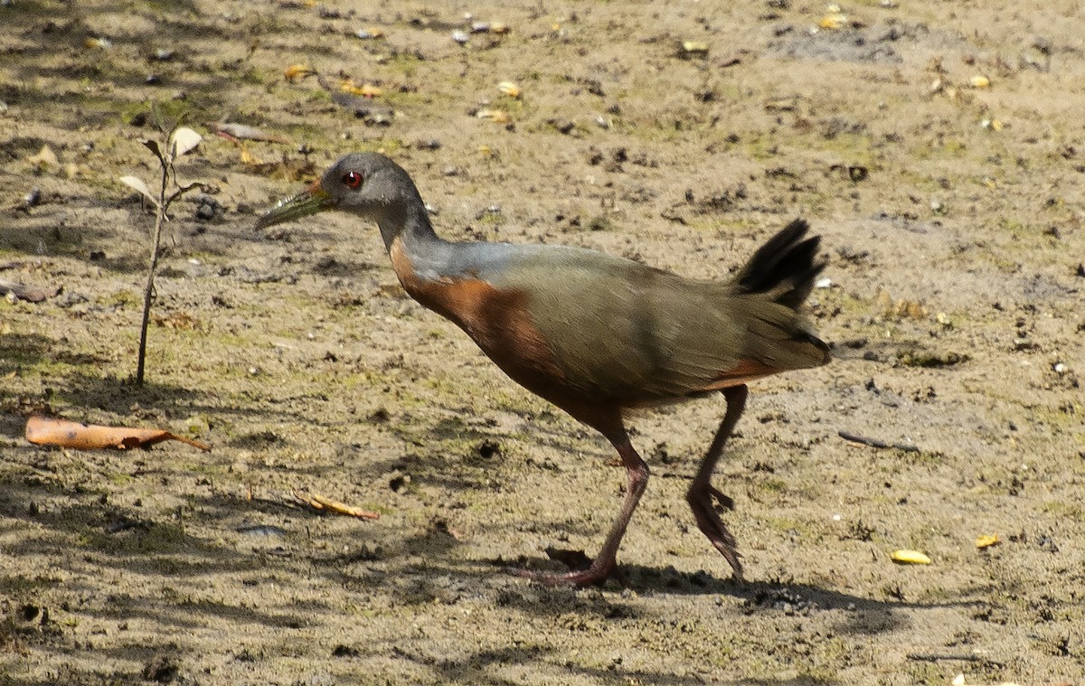 Little Wood-Rail - ML640904572