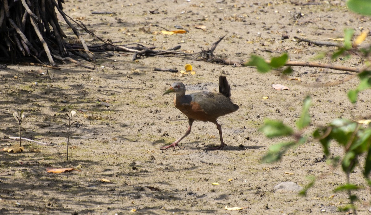 Little Wood-Rail - ML640904573