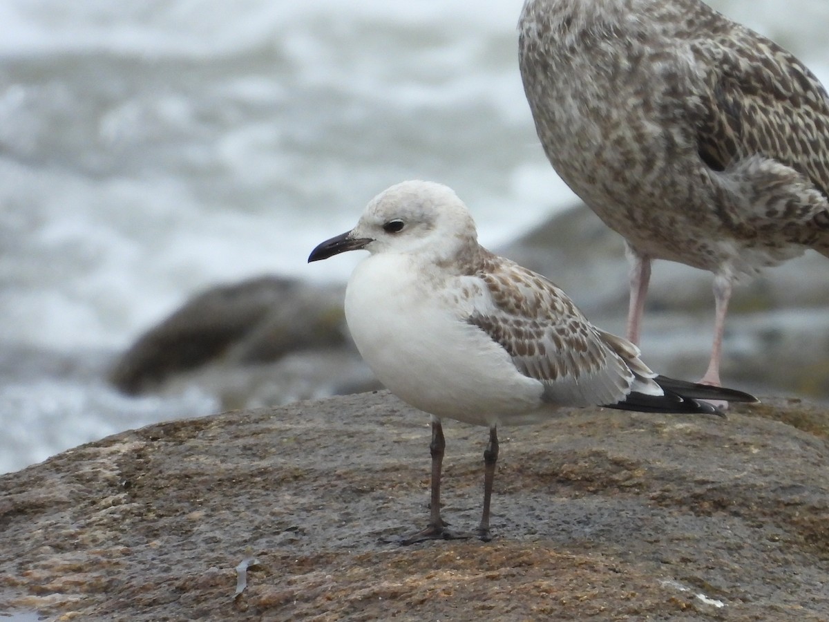 Mediterranean Gull - ML640904634