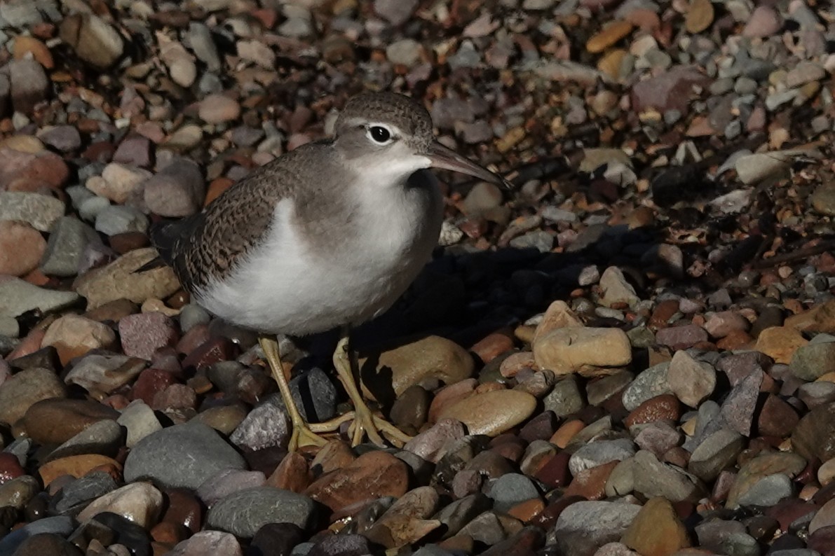 Spotted Sandpiper - ML640904647