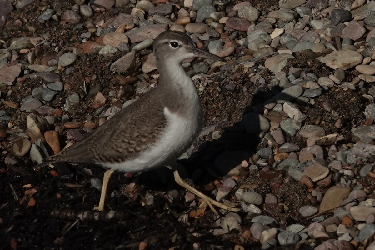 Spotted Sandpiper - ML640904648