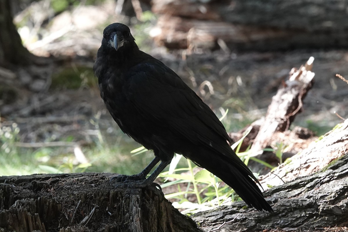 Хон хэрээ - ML640904702