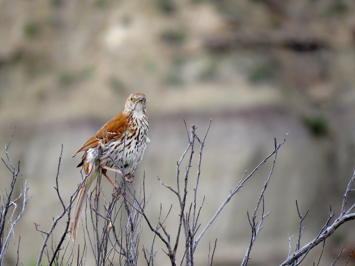 Brown Thrasher - ML64090471