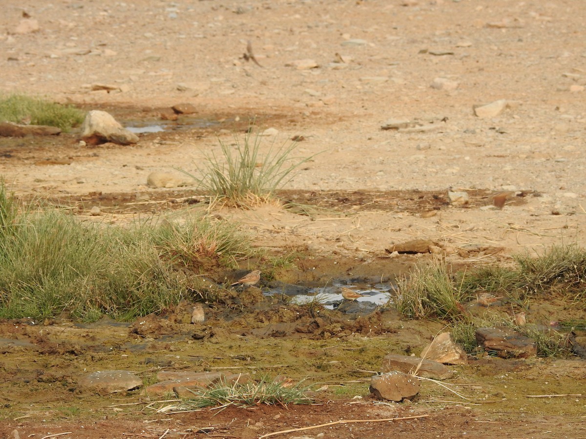 Lark-like Bunting - ML640904719