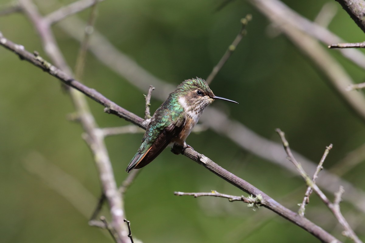 Volcano Hummingbird - ML640904743