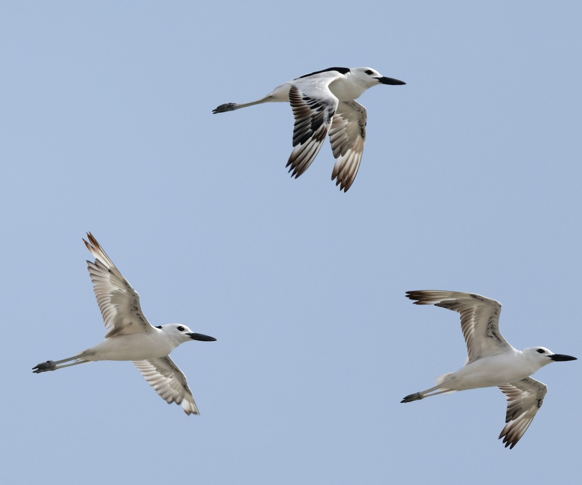 Crab-Plover - ML640904779