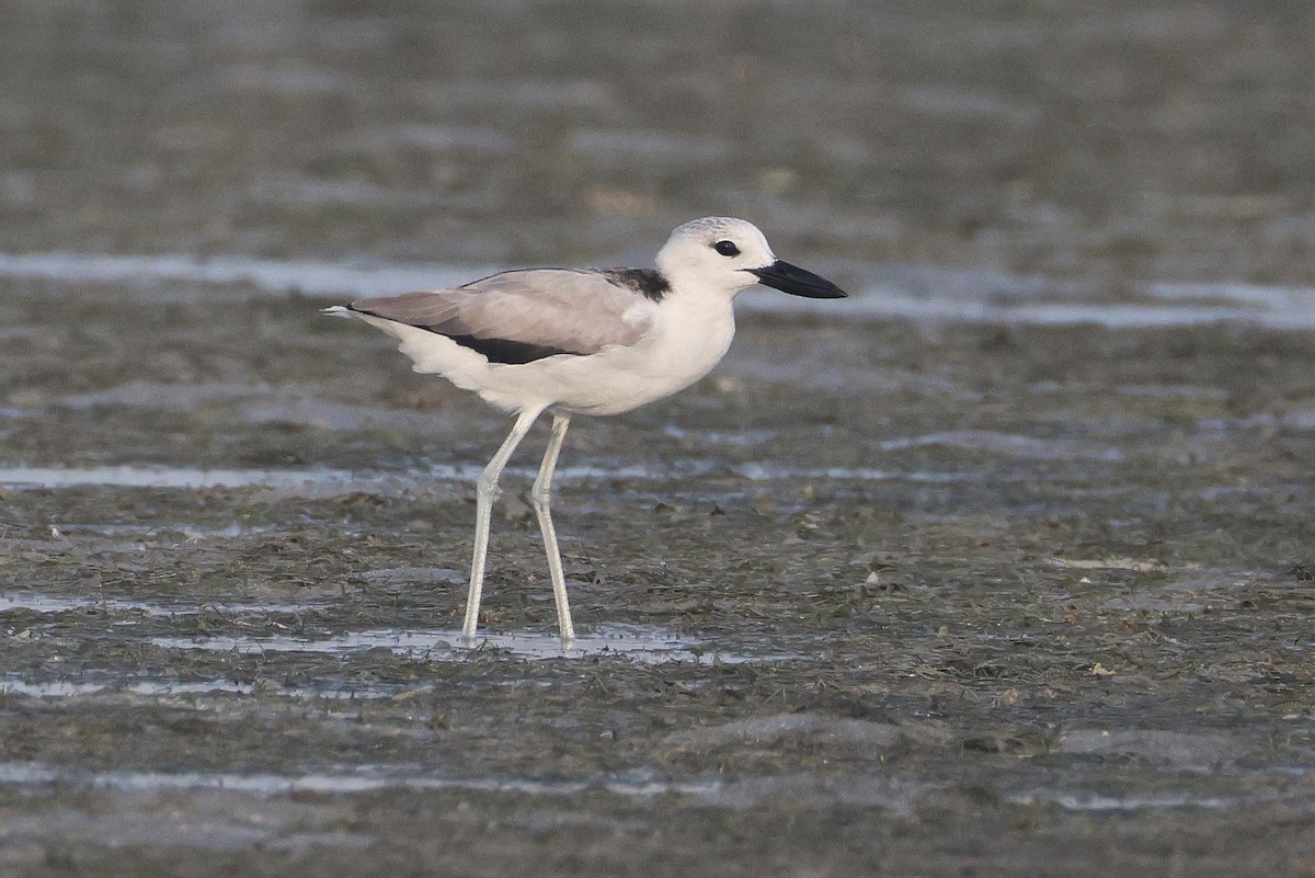 Crab-Plover - ML640904780