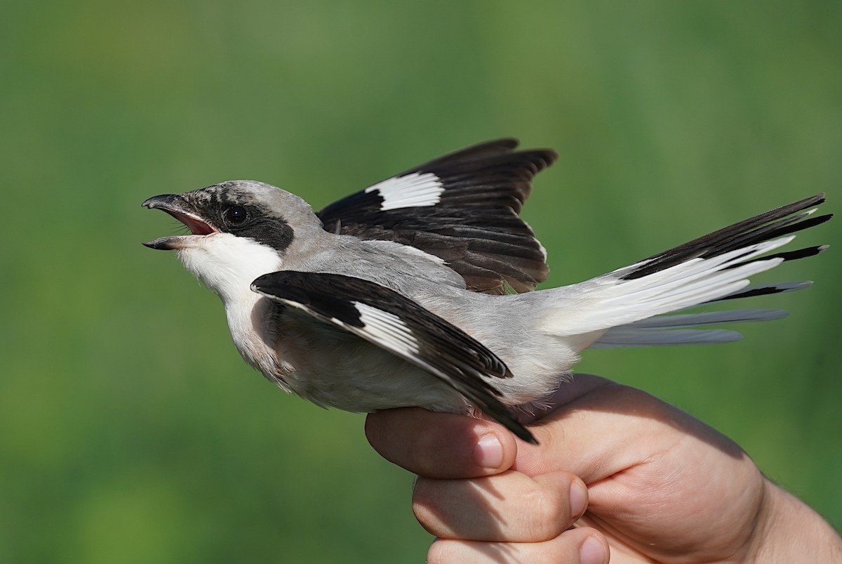 ťuhýk menší - ML640904883