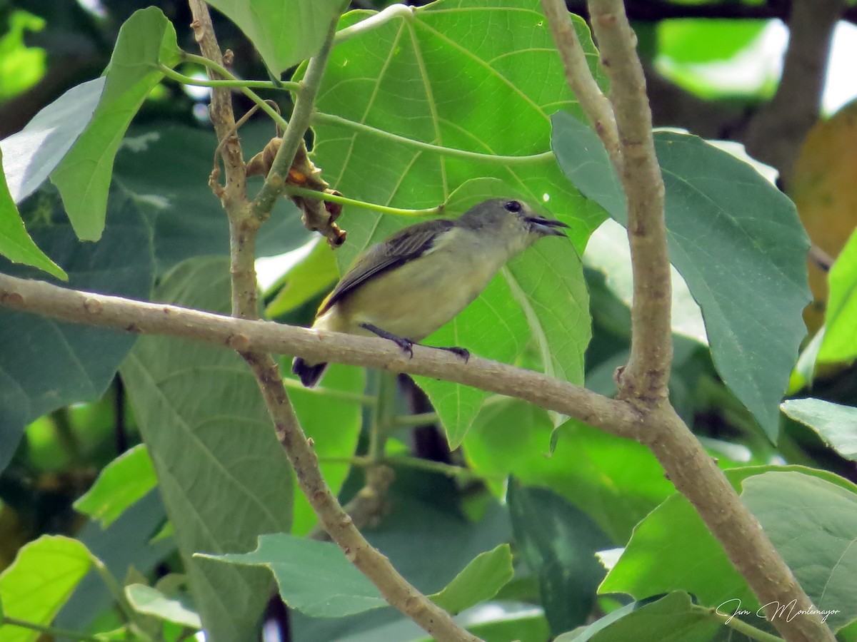 Zwergmistelfresser - ML640904896