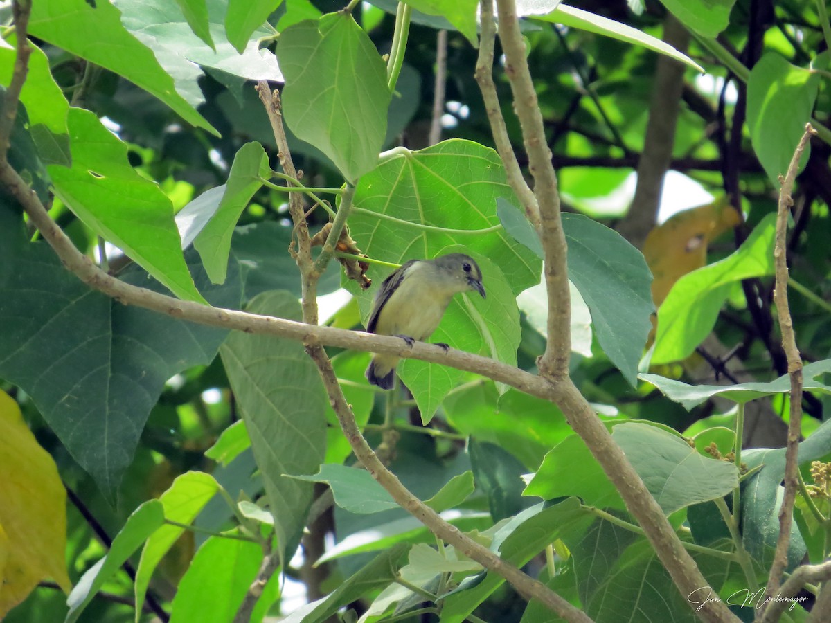 Zwergmistelfresser - ML640904897