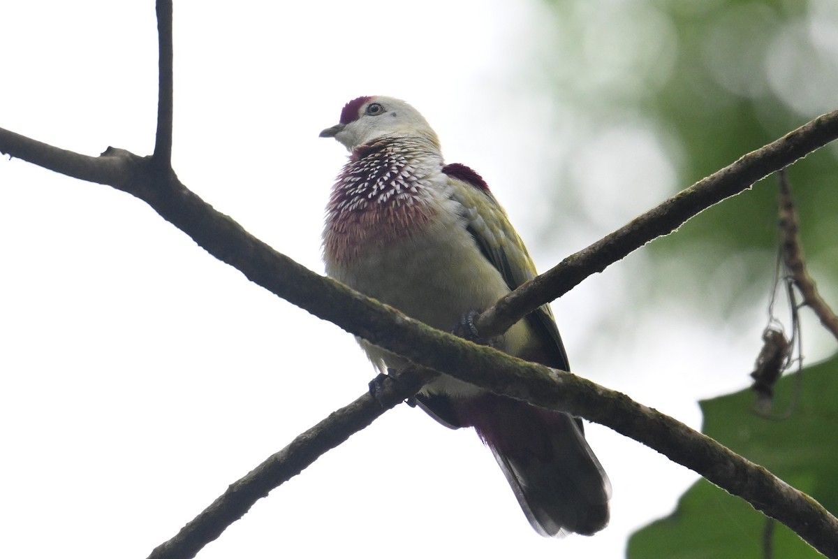 Many-colored Fruit-Dove - ML640904939