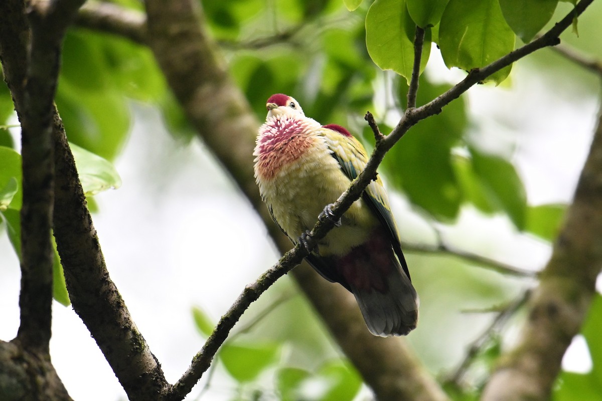 Many-colored Fruit-Dove - ML640904941