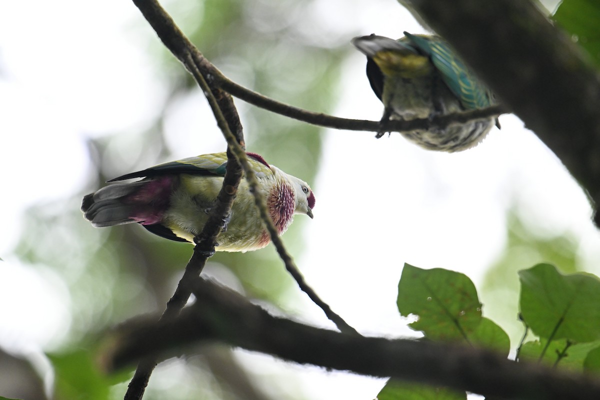 Many-colored Fruit-Dove - ML640904942