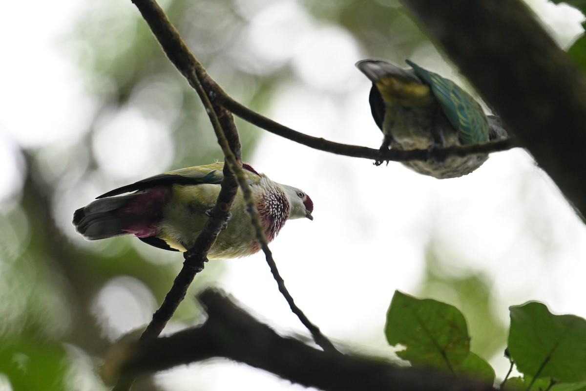 Many-colored Fruit-Dove - ML640904943