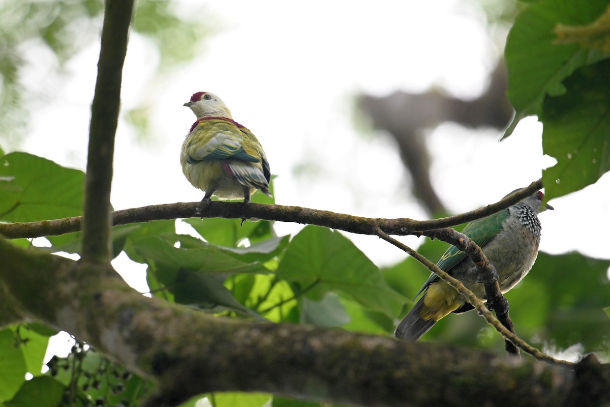 Many-colored Fruit-Dove - ML640904944