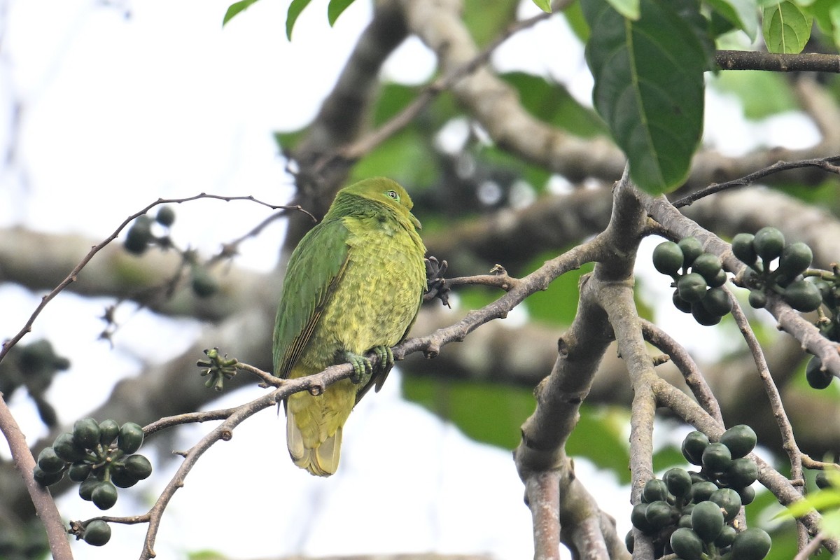 Golden Dove - ML640904945