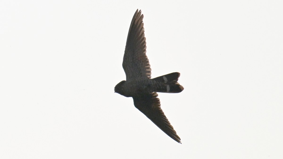 Band-tailed Nighthawk - ML640904946