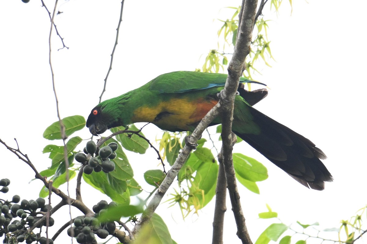 Masked Shining-Parrot - ML640904956
