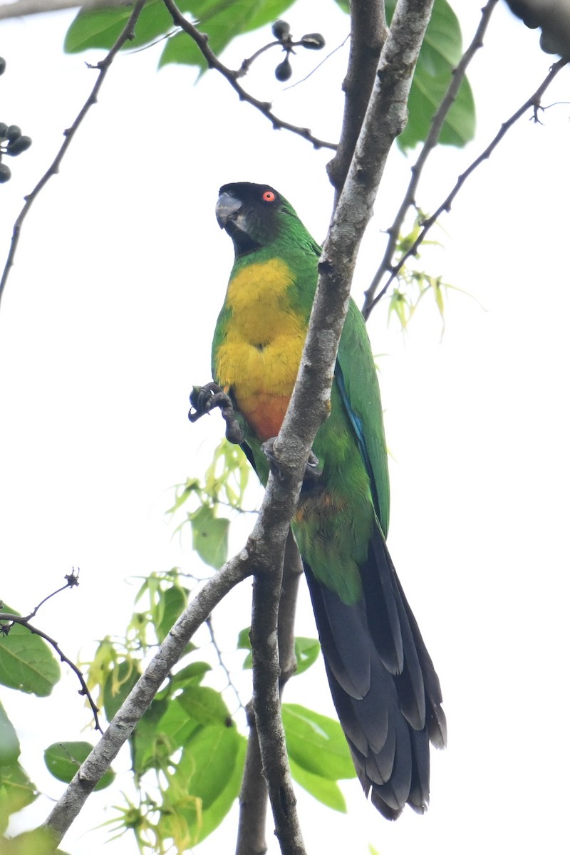 Masked Shining-Parrot - ML640904957