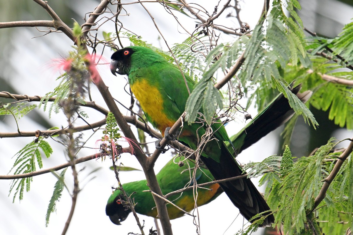 Masked Shining-Parrot - ML640904958