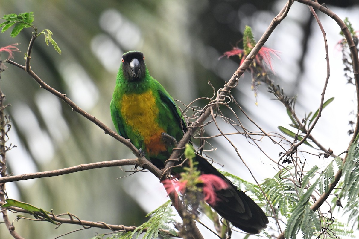 Masked Shining-Parrot - ML640904959
