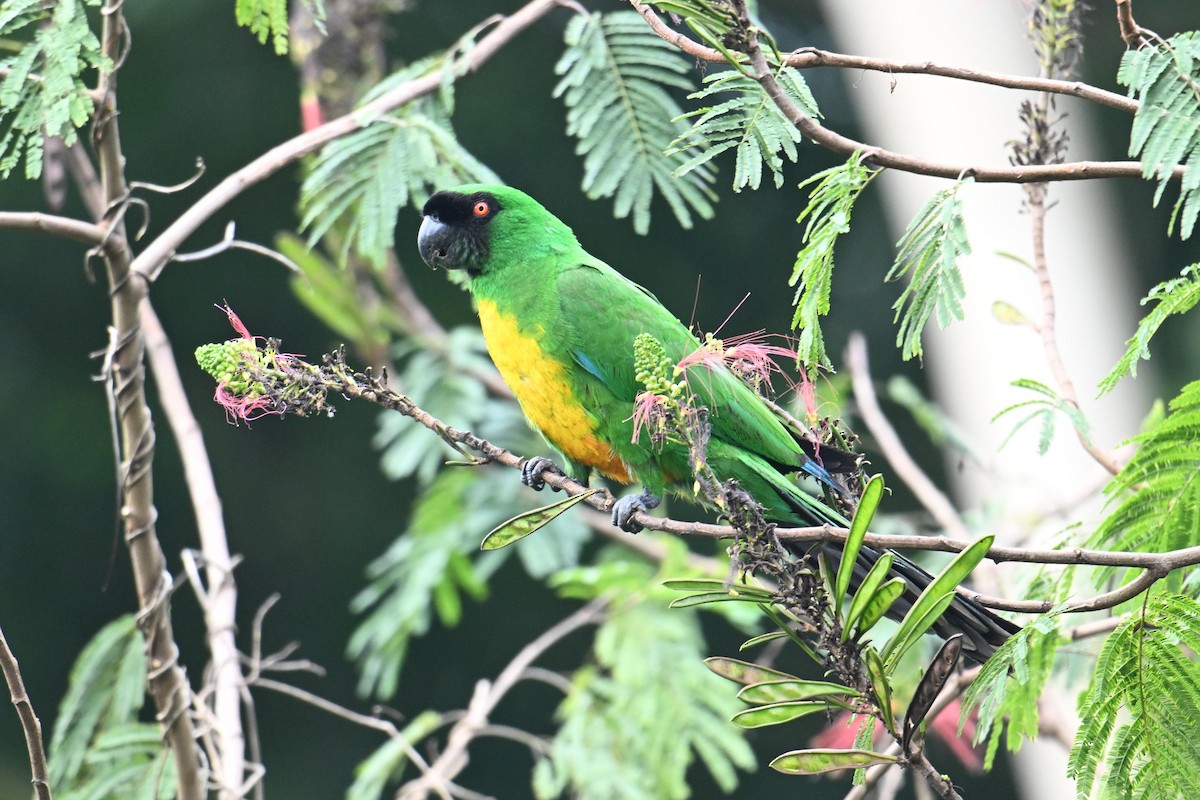 Masked Shining-Parrot - ML640904961
