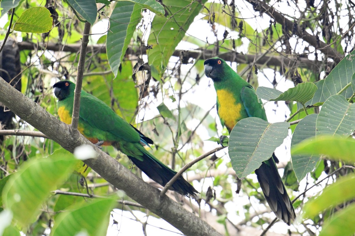 Masked Shining-Parrot - ML640904962