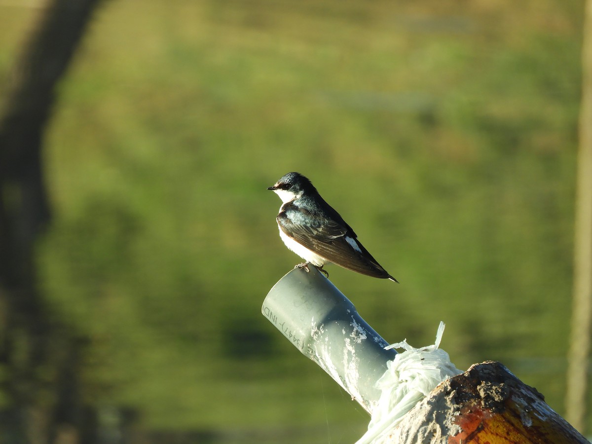 White-rumped Swallow - ML640904973
