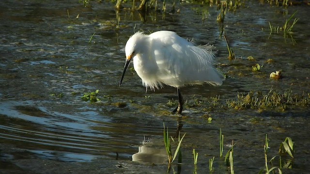 Snowy Egret - ML640905004