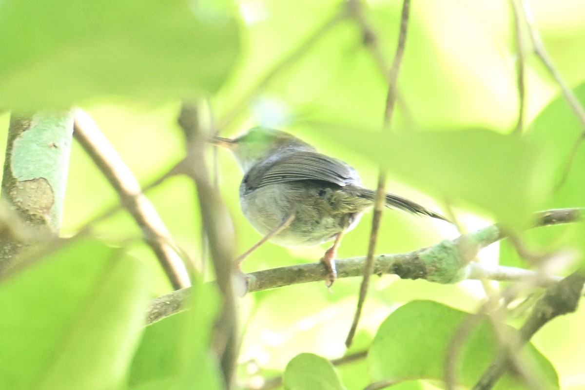 Fiji Bush Warbler - ML640905005