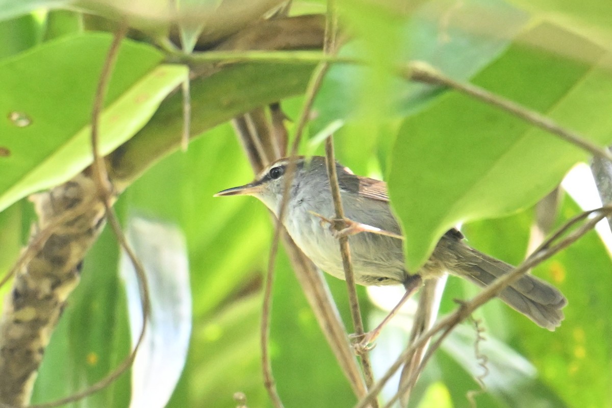 Fiji Bush Warbler - ML640905006