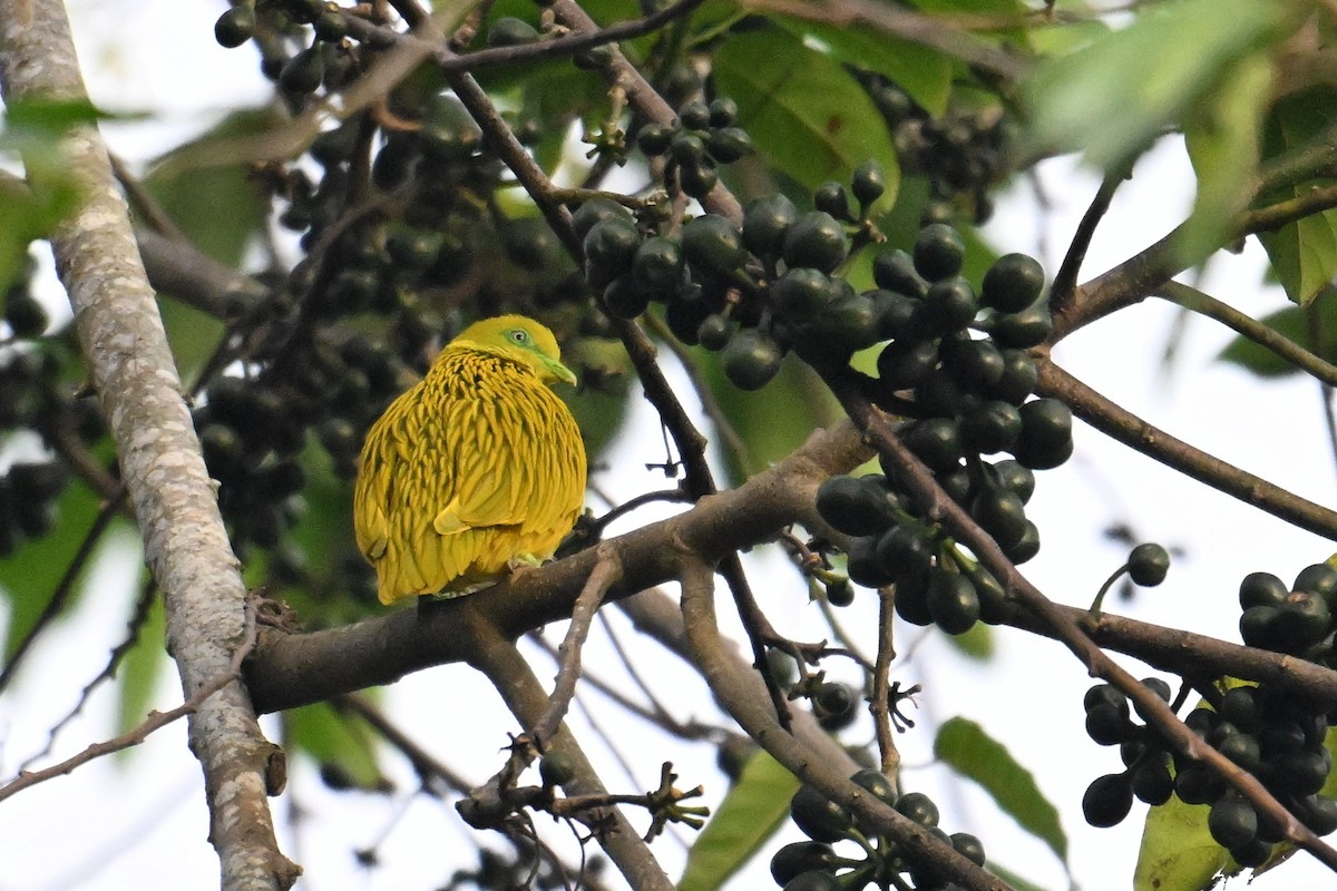 Golden Dove - ML640905019